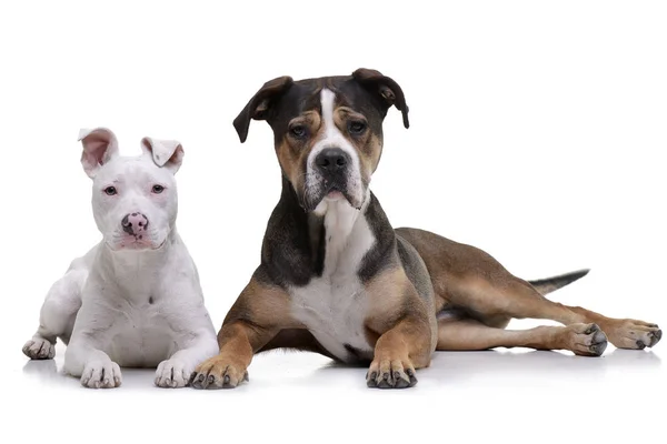 Estúdio Tiro Dois Adorável Mista Raça Cão Deitado Fundo Branco — Fotografia de Stock