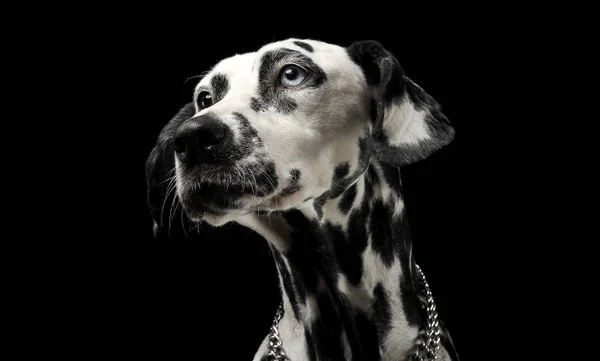 Schattig Dalmatiërs Portret Zwarte Achtergrond Fotostudio — Stockfoto
