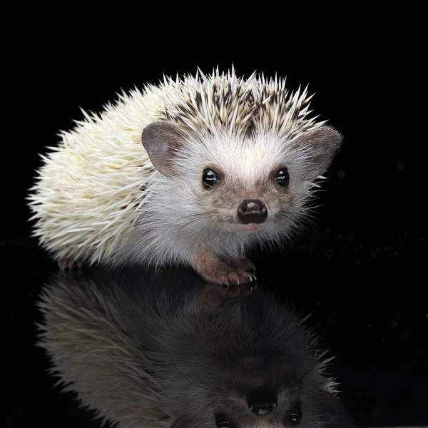 Hedgehog Ficar Mesa Preta Brilhante — Fotografia de Stock