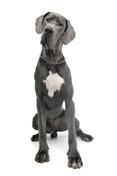 白い背景の上に座ってかわいいグレートデーン犬のスタジオ撮影 — ストック写真