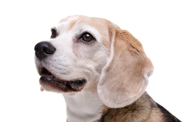 Retrato Adorable Beagle Aislado Sobre Fondo Blanco — Foto de Stock