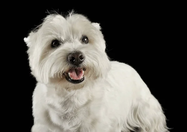 West Highland White Terrier Portrety Studio — Zdjęcie stockowe
