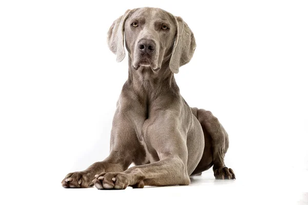 Estúdio Tiro Adorável Weimaraner Deitado Sobre Fundo Branco — Fotografia de Stock