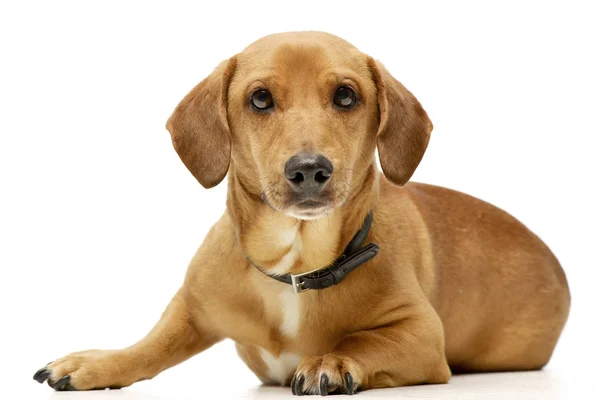 Estudio Disparo Perro Raza Mixta Adorable Acostado Sobre Fondo Blanco — Foto de Stock