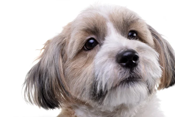 Porträt Eines Entzückenden Havanischen Hundes Isoliert Auf Weißem Hintergrund — Stockfoto