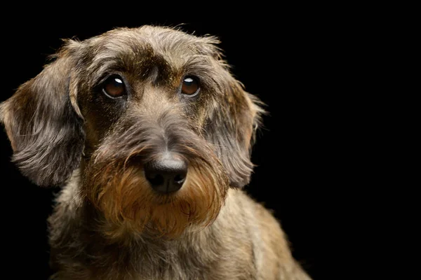 Çok güzel bir Dachshund, atış, stüdyo portre siyah izole.