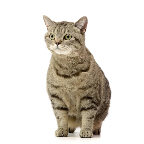 Beyaz arka plan üzerinde oturan bir sevimli tekir kedi stüdyo çekim.