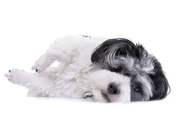 Studio Πυροβολισμό Του Ένα Λατρευτό Σκυλί Havanese Ξαπλωμένος Λευκό Φόντο — Φωτογραφία Αρχείου