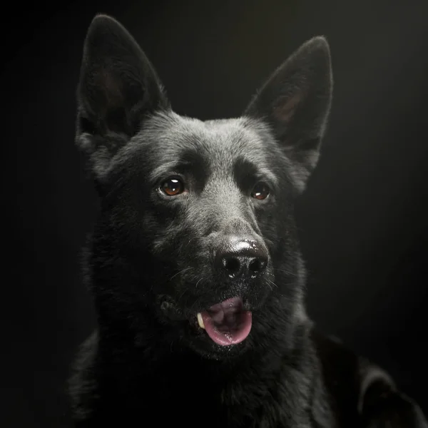 暗いスタジオで黒のドイツ語羊飼いの肖像画 — ストック写真