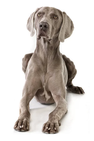 Studio Shot Van Een Schattig Weimarse Staande Hond Liggend Witte — Stockfoto