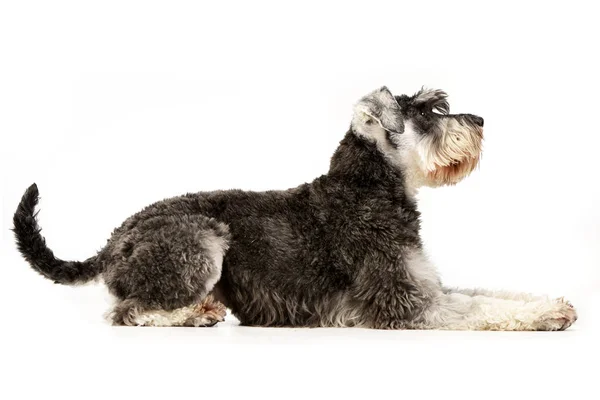 Estudio Adorable Schnauzer Miniatura Sentado Sobre Fondo Blanco — Foto de Stock