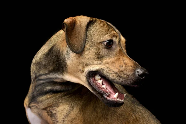 Portret Van Een Schattig Gemengd Rashond Studio Opname Geïsoleerd Zwart — Stockfoto