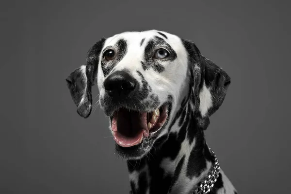 Πορτρέτο Χαριτωμένος Σκυλιά Της Δαλματίας Γκρι Φόντο Φωτογραφία Στούντιο — Φωτογραφία Αρχείου