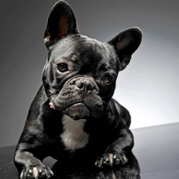 Bulldog Francés Mira Gris Studi — Foto de Stock