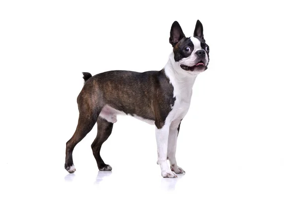 Studio Skott Bedårande Boston Terrier Står Vit Bakgrund — Stockfoto