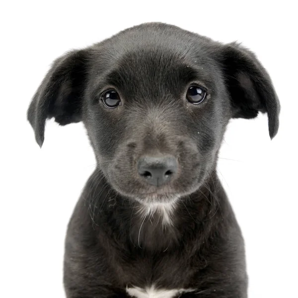Porträt Eines Niedlichen Mischlingshundewelpen Studioaufnahme Isoliert Auf Weiß — Stockfoto