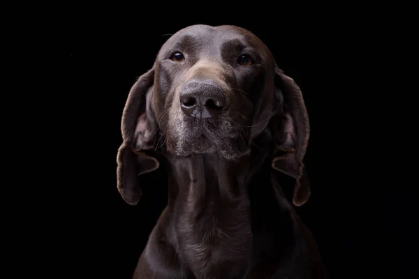 Portrét Rozkošný Deutsch Kurzhaar Izolované Černém Pozadí — Stock fotografie
