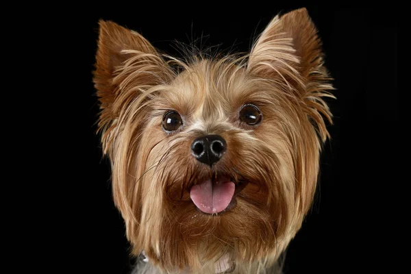 Χαριτωμένα Yorkshire Terrier Πορτρέτο Ένα Μαύρο Φωτογραφικό Στούντιο — Φωτογραφία Αρχείου