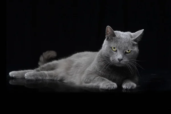 Studio Girato Adorabile Gatto Domestico Sdraiato Sfondo Bianco — Foto Stock