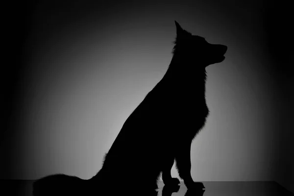 Sylwetka Śliczny Mieszaniec Pies Siedzi Szarym Tle — Zdjęcie stockowe