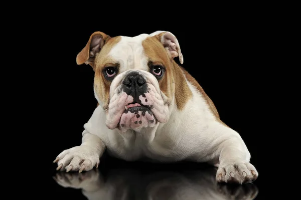 Ngilizce Bulldog Karanlık Stüdyoda Rahatlatıcı — Stok fotoğraf