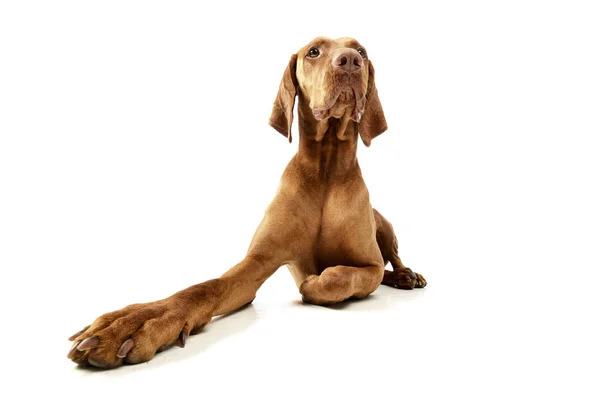 Estudio Una Adorable Vizsla Húngara Tumbada Sobre Fondo Blanco — Foto de Stock