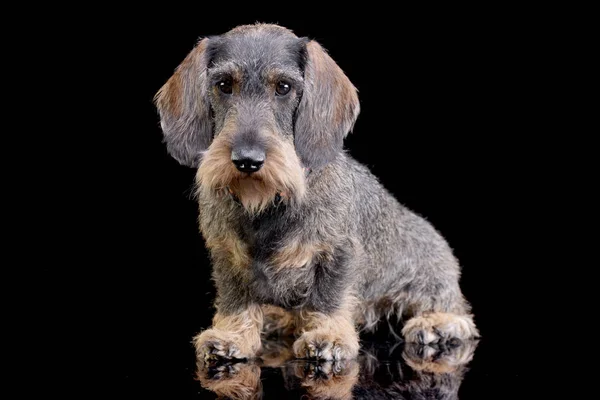 Studio Shot Van Een Schattig Teckel Zittend Zwarte Achtergrond — Stockfoto