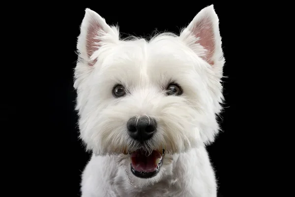 Retrato Lindo West Highland White Terrier Plano Estudio Aislado Negro — Foto de Stock