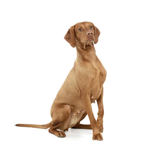 Estudio Una Adorable Vizsla Húngara Sentada Sobre Fondo Blanco — Foto de Stock