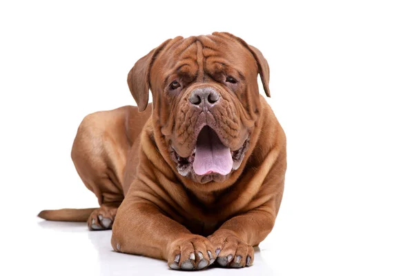 Estúdio Adorável Dogue Bordeaux Deitado Sobre Fundo Branco — Fotografia de Stock