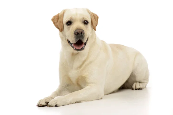 Studio Shot Adorable Labrador Retriever Lying White Background — Stock Photo, Image