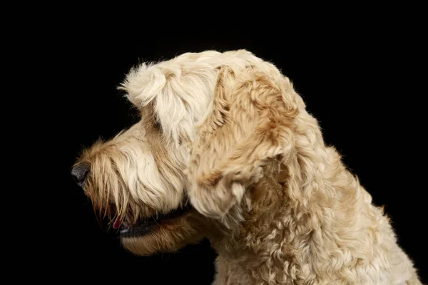 Πορτρέτο Του Ένα Λατρευτό Σκυλί Μπολονέζ Studio Που Γυρίστηκε Απομονώνονται — Φωτογραφία Αρχείου