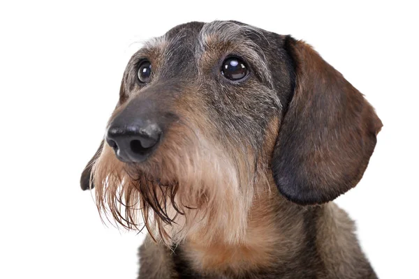 Πορτρέτο Του Αξιολάτρευτο Ένα Είδος Γερμανικού Κυνηγετικού Σκύλου Studio Που — Φωτογραφία Αρχείου