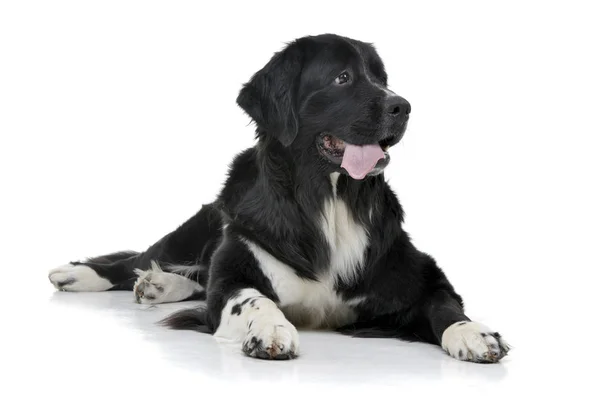 Studioaufnahme Eines Entzückenden Mischlingshundes Auf Weißem Hintergrund — Stockfoto