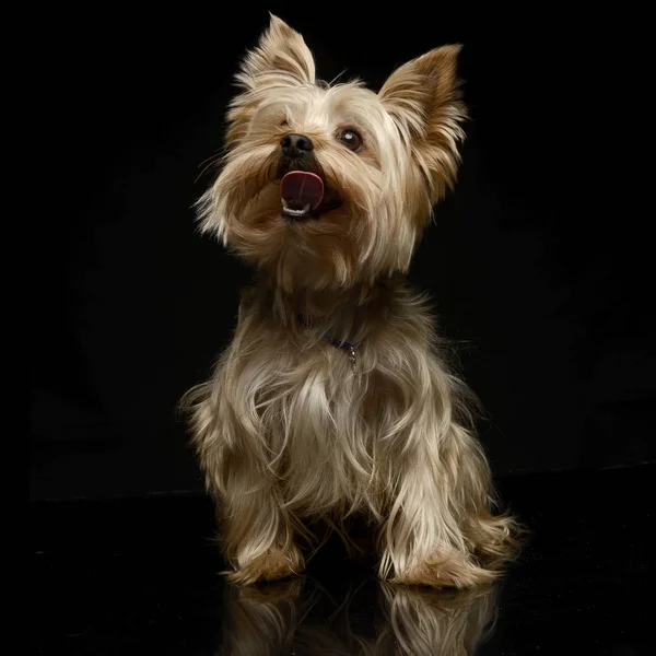 Yorkshire Terrier Studio — Stockfoto