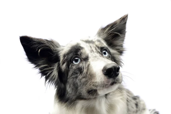 Border Collie Stående Vit Studion — Stockfoto