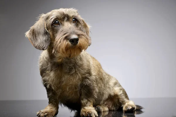 Estúdio Adorável Dachshund Sentado Sobre Fundo Cinza — Fotografia de Stock