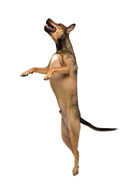 Ένα Αξιολάτρευτο Ημίαιμο Σκυλί Που Στέκεται Στα Δύο Πόδια Studio — Φωτογραφία Αρχείου