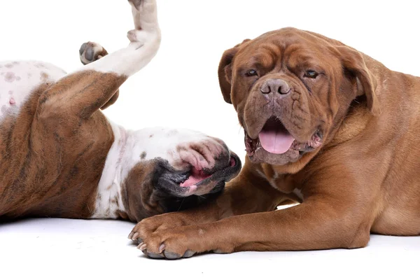 Estúdio Boxer Adorável Dogue Bordeaux Tocando Fundo Branco — Fotografia de Stock