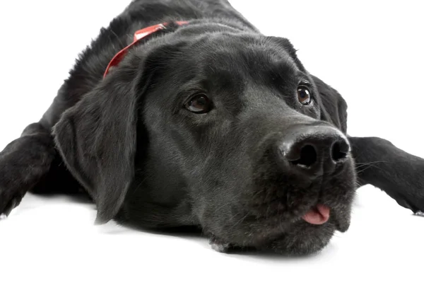 Estudio Disparo Perro Raza Mixta Adorable Acostado Sobre Fondo Blanco — Foto de Stock