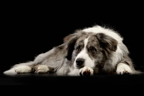 Strzał Studio Cute Puppy Border Collie Leżącego Czarnym Tle — Zdjęcie stockowe