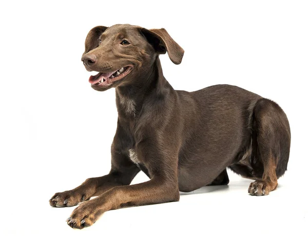 Beautiful Flying Ears Mixed Breed Dog Relaxing White Studio — Stock Photo, Image