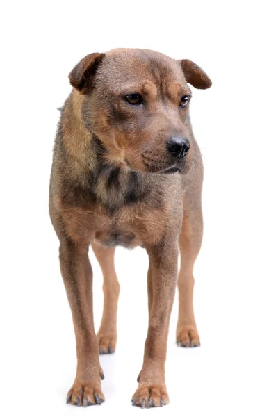 Studio Shot Adorable Mixed Breed Dog Standing White Background — Stock Photo, Image