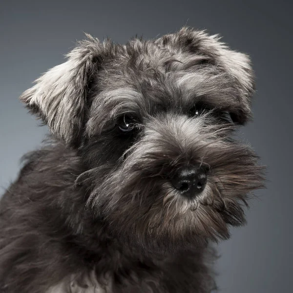 Schnauzer Puppy Retrato Fundo Escuro Estúdio — Fotografia de Stock