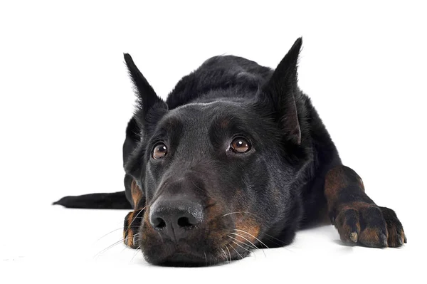 Beauceron Relaxante Estúdio Fundo Branco — Fotografia de Stock