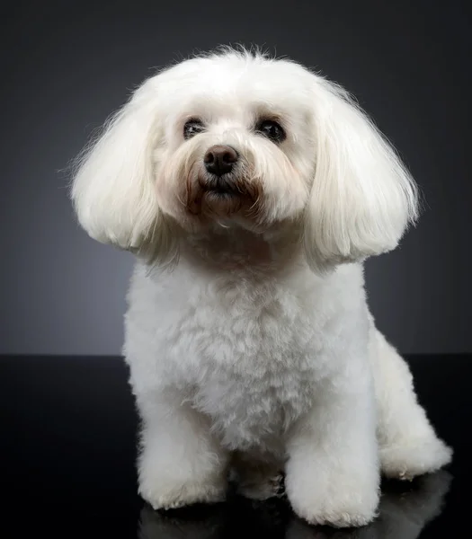 Estudio Lindo Perro Boloñés Sentado Sobre Fondo Gris — Foto de Stock