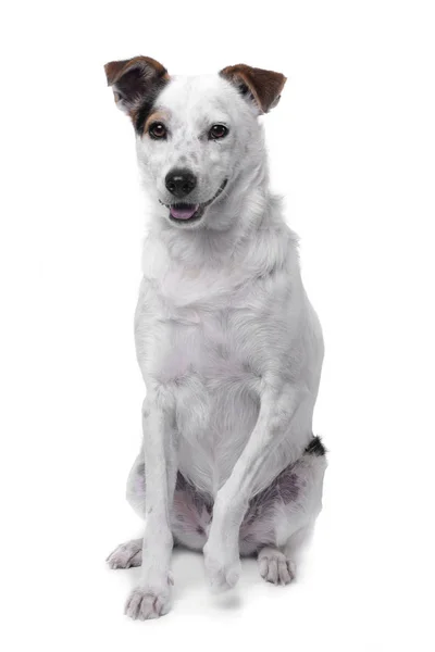 Студийный Снимок Очаровательной Собаки Смешанной Породы Сидящей Белом Фоне — стоковое фото