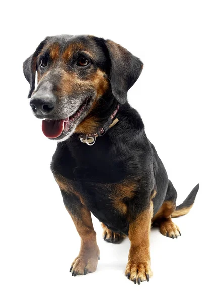 Estúdio Tiro Cão Raça Mista Adorável Sentado Fundo Branco — Fotografia de Stock