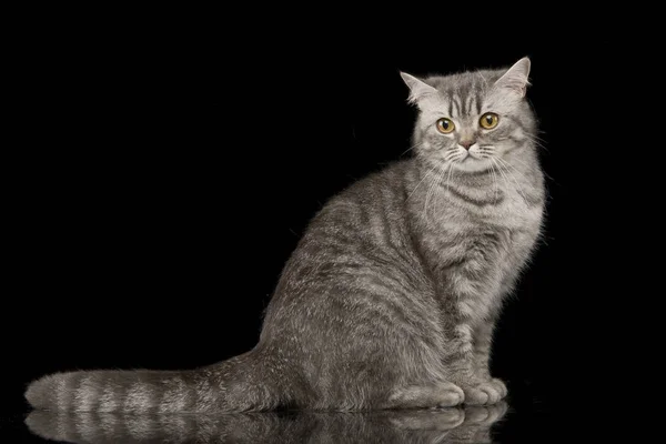 Студийный Снимок Очаровательной Тэбби Кошки Сидящей Черном Фоне — стоковое фото