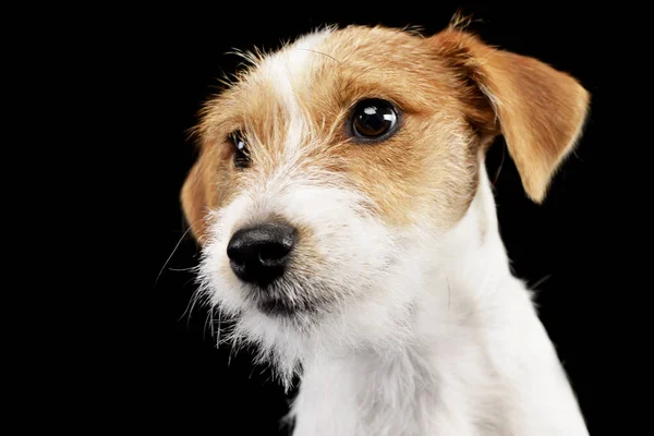 Portrét Roztomilý Jack Russell Terrier Studio Střílel Izolované Černém Pozadí — Stock fotografie